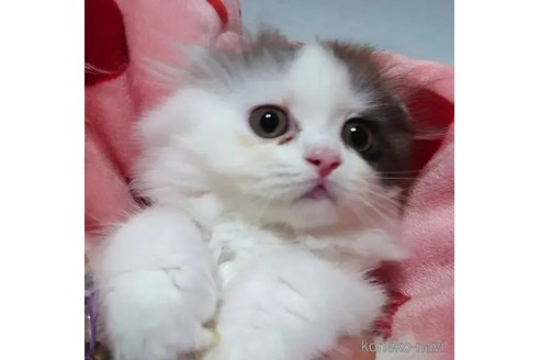 商談中の愛知県のスコティッシュフォールド(折れ耳)-91192の4枚目