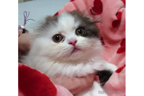 商談中の愛知県のスコティッシュフォールド(折れ耳)-91192の5枚目