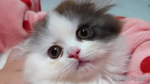 商談中の愛知県のスコティッシュフォールド(折れ耳)-91192の1枚目