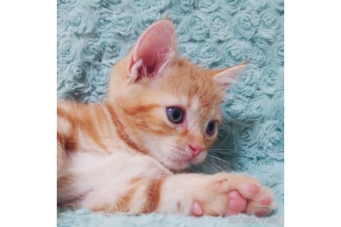 成約済の群馬県のスコティッシュフォールド-89688の2枚目