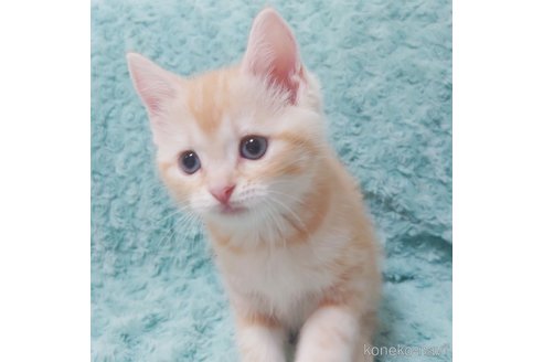 成約済の群馬県のスコティッシュフォールド-89686の2枚目