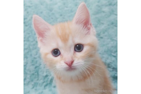 成約済の群馬県のスコティッシュフォールド-89686の3枚目