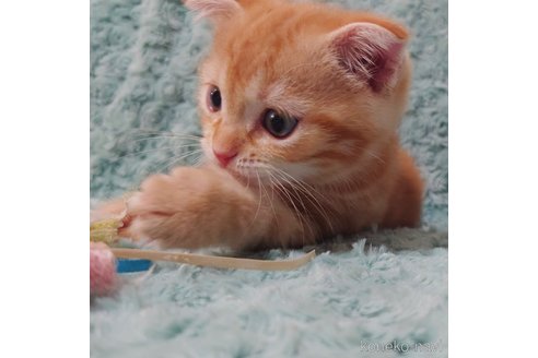 成約済の群馬県のスコティッシュフォールド(折れ耳)-89684の4枚目