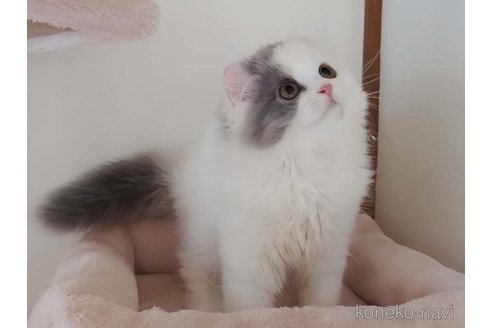 成約済の愛媛県のミヌエット-91201の2枚目