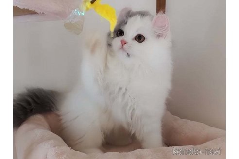 成約済の愛媛県のミヌエット-91201の5枚目