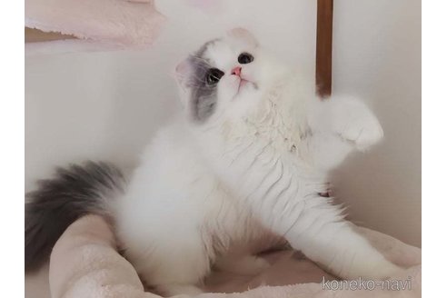 成約済の愛媛県のミヌエット-91201の3枚目