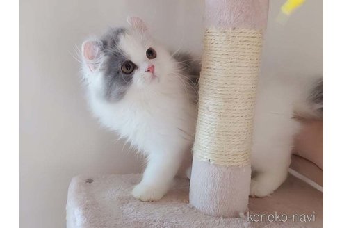 成約済の愛媛県のミヌエット-91201の4枚目