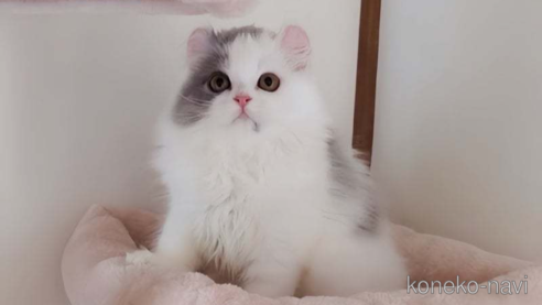 成約済の愛媛県のミヌエット-91201の1枚目