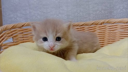 成約済の愛知県のラガマフィン-89170の5枚目