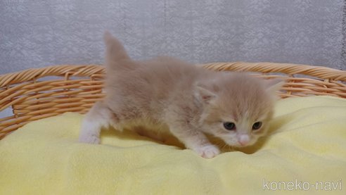 成約済の愛知県のラガマフィン-89170の2枚目