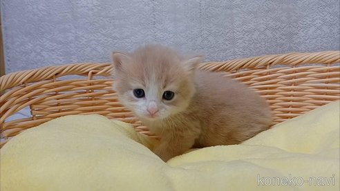 成約済の愛知県のラガマフィン-89170の3枚目