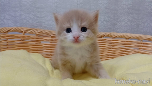 成約済の愛知県のラガマフィン-89170の1枚目