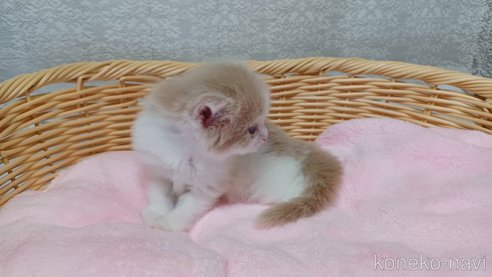 成約済の愛知県のラガマフィン-89171の3枚目