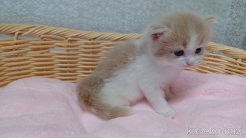 成約済の愛知県のラガマフィン-89171の4枚目