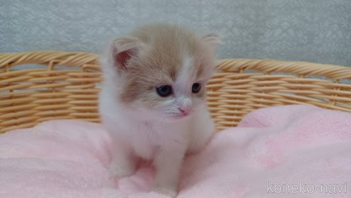 成約済の愛知県のラガマフィン-89171の5枚目