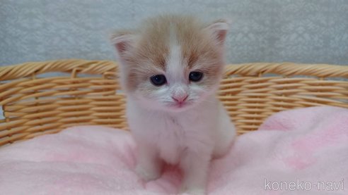 成約済の愛知県のラガマフィン-89171の2枚目