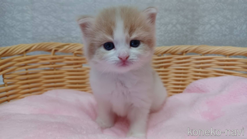成約済の愛知県のラガマフィン-89171の1枚目