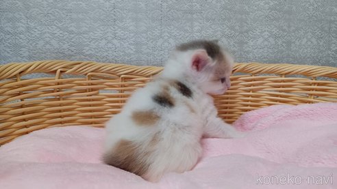 成約済の愛知県のラガマフィン-89172の3枚目