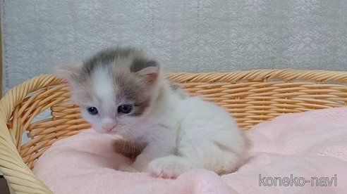 成約済の愛知県のラガマフィン-89172の4枚目