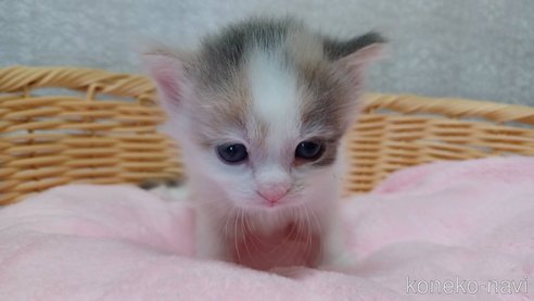 成約済の愛知県のラガマフィン-89172の5枚目