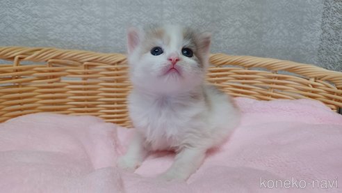 成約済の愛知県のラガマフィン-89172の2枚目
