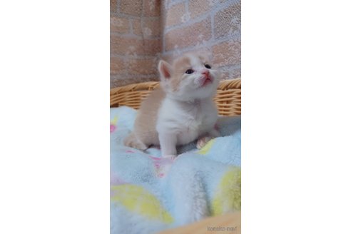 成約済の愛知県のラガマフィン-89169の2枚目