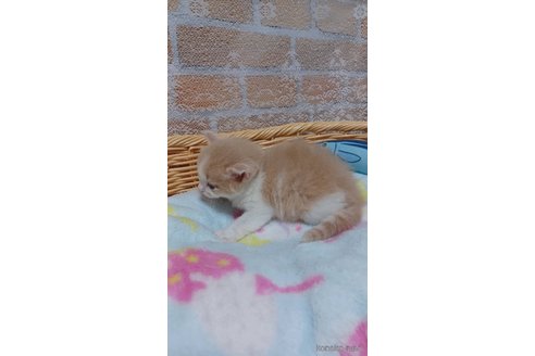 成約済の愛知県のラガマフィン-89169の3枚目