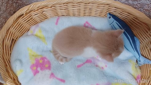 成約済の愛知県のラガマフィン-89169の4枚目