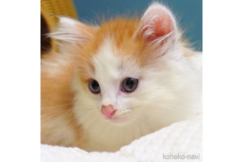 成約済の神奈川県のノルウェージャンフォレストキャット-86582の11枚目