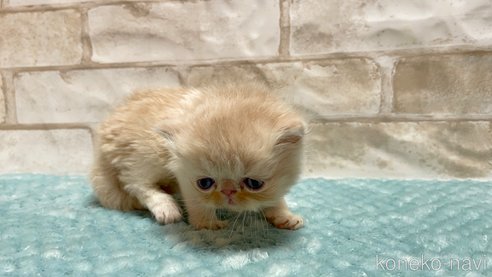 成約済の愛知県のエキゾチックショートヘア-91239の2枚目