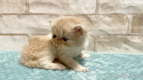 成約済の愛知県のエキゾチックショートヘア-91239の3枚目