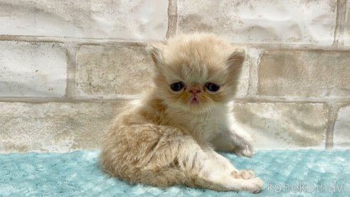成約済の愛知県のエキゾチックショートヘア-91239の4枚目