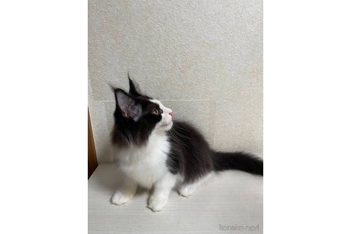成約済の東京都のメインクーン-91259の4枚目