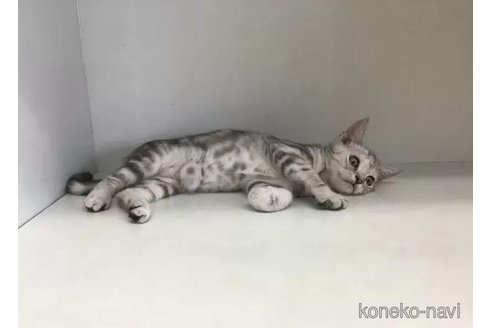 成約済の山形県のスコティッシュフォールド-91262の2枚目
