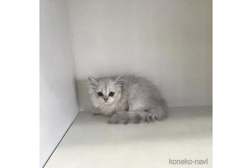 成約済の山形県のペルシャ(チンチラ)-91267の2枚目