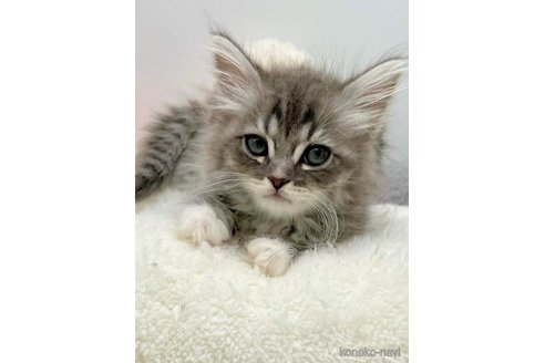 成約済の埼玉県のサイベリアン-91279の8枚目