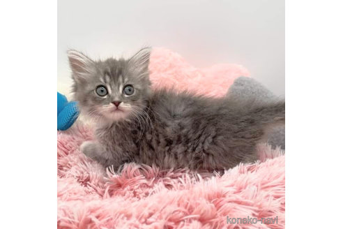 成約済の埼玉県のサイベリアン-91279の7枚目