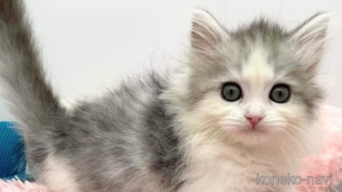 成約済の埼玉県のサイベリアン-91282の8枚目