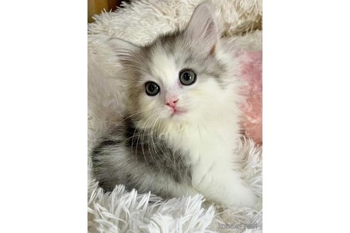 成約済の埼玉県のサイベリアン-91282の7枚目