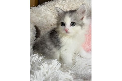 成約済の埼玉県のサイベリアン-91282の6枚目