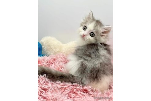 成約済の埼玉県のサイベリアン-91282の5枚目