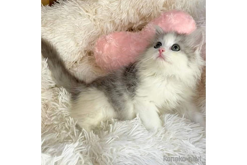 成約済の埼玉県のサイベリアン-91282の4枚目