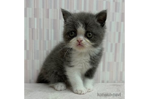 成約済の千葉県のエキゾチックショートヘア-91285の4枚目