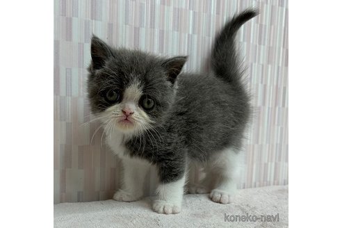 成約済の千葉県のエキゾチックショートヘア-91285の3枚目