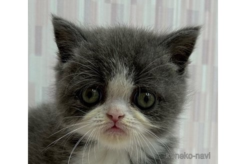 成約済の千葉県のエキゾチックショートヘア-91285の2枚目