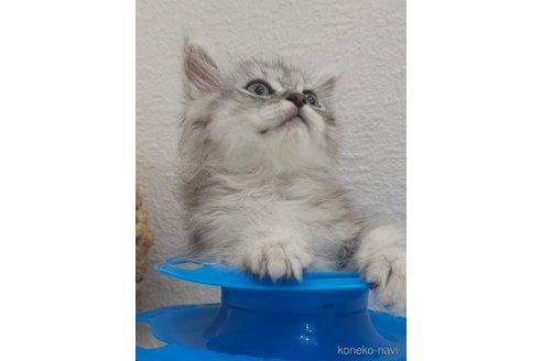 成約済の埼玉県のサイベリアン-91284の4枚目