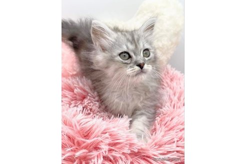 成約済の埼玉県のサイベリアン-91284の3枚目