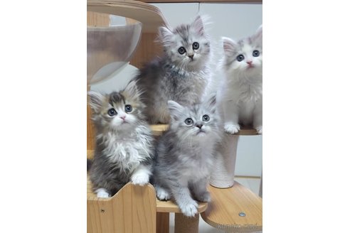 成約済の埼玉県のサイベリアン-91284の2枚目