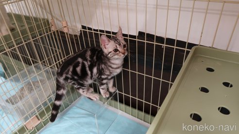 成約済の東京都のアメリカンショートヘア-84381の4枚目