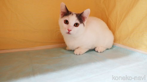 成約済の東京都のミヌエット(短足)-82908の6枚目